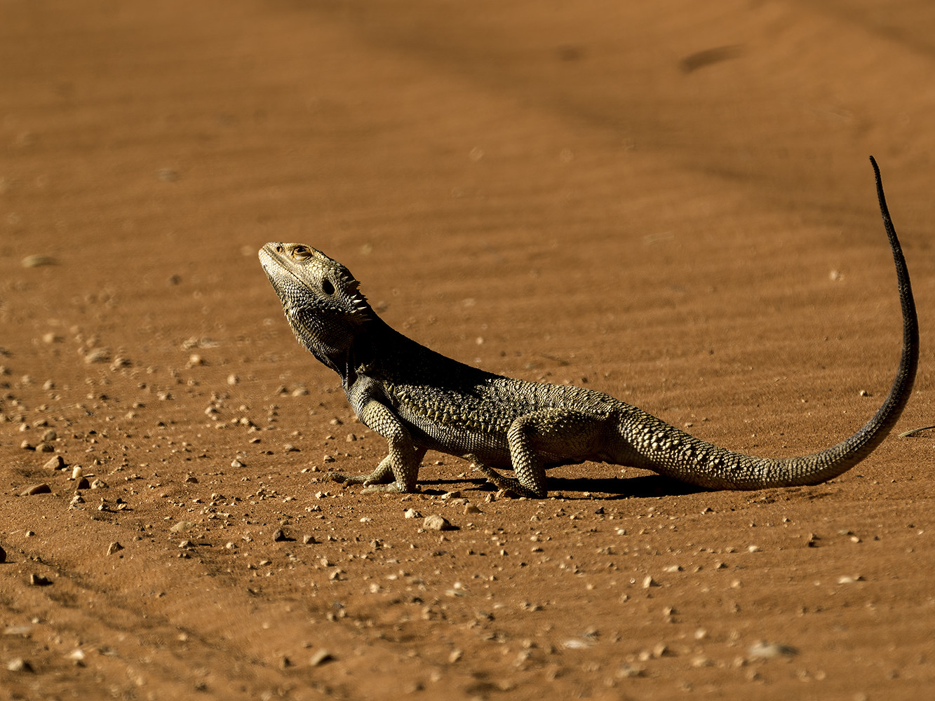 A bearded dragon looking contemplative in an expanse of desert.